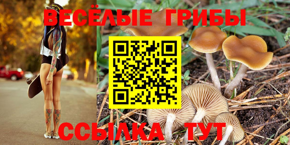 Усолье-Сибирское  Псилоцибиновые грибы Psilocybe  Псилоцибиновые грибы прущие грибы  Вход с VPN 